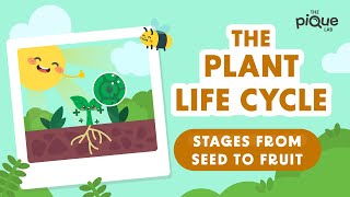 Plant Life Cycle Stages From Seed To Fruit  Primary School Science Animation [upl. by Prince276]