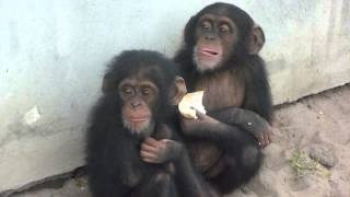 Illegal Chimpanzee Baby Pets [upl. by Kristian]