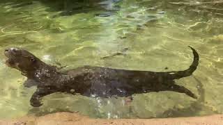 May 26  Giant River Otters [upl. by Lenna609]