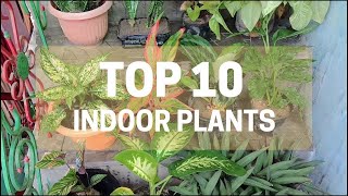 Best Indoor Plants India  Best Indoor Plants for Clean Air  Top 10 Indoor Plants India [upl. by Anivle]