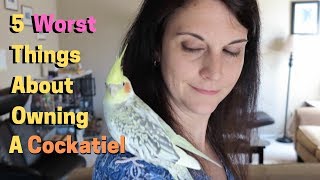 5 Worst Things About Owning A Cockatiel [upl. by Nasya]