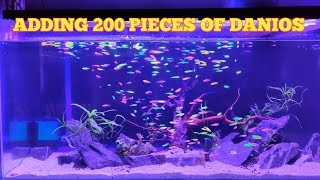 ADDING 200 MORE PIECES OF DANIOS ZEBRA FISH IN MY TANK [upl. by Sirotek70]