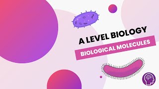 Biological Molecules  A Level Biology  OCR AQA Edexcel [upl. by Hellah283]