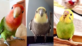 FUNNY AND CUTE PARROTS  TRY NOT TO LAUGH ❤️🦜 [upl. by Finnegan]