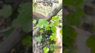 oxalis plant shortsfeed plants florafauna botany biology science flora fauna amazing [upl. by Flora]