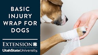 Basic Injury Wrap for Dogs [upl. by Urban454]