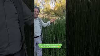 ¿Qué es el Equisetum y para qué sirve TE lo recomiendo❗❕❗ ¿Por qué 👩‍🌾🌿🤗 [upl. by Margalo]