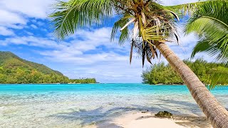 Relax on a Tropical Island in French Polynesia [upl. by Trenton]