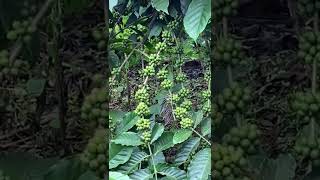 Coffee plants at TATA Coffee estates Coorg [upl. by Hoem]