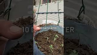 Grow tomatoes in plastic pots hanging indoors recycleplasticbottles plasticbottlegarden gardening [upl. by Ripley]