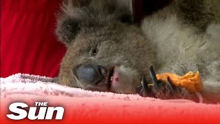 Vets work to save burnt koalas as 30000 estimated to have died on Kangaroo Island in bushfires [upl. by Lucias]