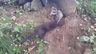 Mink Trapping and Fox Snaring September  December 2020 [upl. by Adiasteb439]