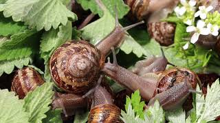 One Minute on the North Fork A Spring Day at Peconic Escargot [upl. by Hadeis]