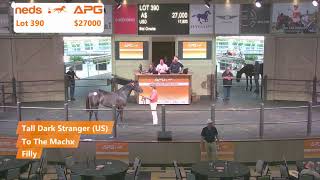 2024 Yearling Sales  Sydney [upl. by Aieki]