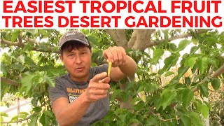 Easiest amp Toughest Tropical Fruit Trees You Can Grow in the Desert of Phoenix Arizona [upl. by Yerfoeg251]