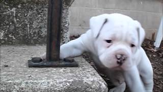 American Bulldog Puppies [upl. by Anel]