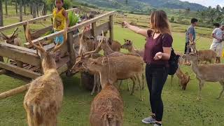 Deer Farm Ocampo Camarines Sur Philippines [upl. by Ahtennek768]