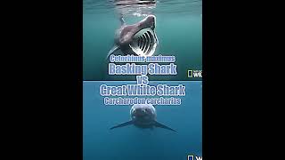 Megalodon vs Dunkleosteus  Basking Shark vs Great White Shark shorts [upl. by Olzsal]