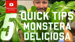 5 quick tips Monstera Deliciosa [upl. by Othella]