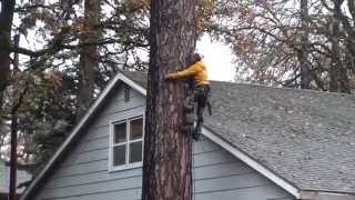 Pine Tree Removal Part 2 [upl. by Neona]