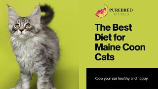 Optimal Nutrition for Maine Coon Cats A Complete Guide 🥘  Purebred Cats Academy [upl. by Romeu394]