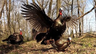 20 Gobblers in 20 Minutes ULTIMATE Turkey Hunting Compilation [upl. by Lam]