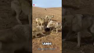 Epic Showdown Hunter’s Eagle vs Sneaky Wolf shorts viralvideo [upl. by Langsdon]