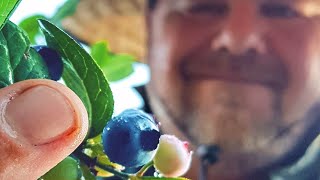 How to GROW Blueberries in a RAISED Garden Bed [upl. by Miranda]