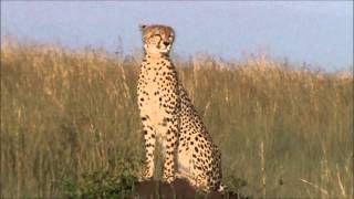 Malaika the famous Cheetah Masai Mara [upl. by Carina212]