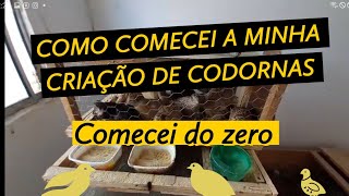 COMEÇAR CRIAÇÃO DE CODORNAS COMO COMECEI MINHA CRIAÇÃO DE CODORNAS [upl. by Ydrah]