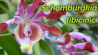 Schomburgkia tibicinis очередное домашнее цветение [upl. by Naitirb]