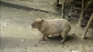 Capybara Barks The Sound A Capybara Makes As A Warning [upl. by Garmaise613]