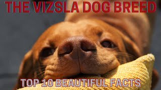 The Vizsla dog 🐕 breed  Top 10 beautiful facts [upl. by Rosalind]