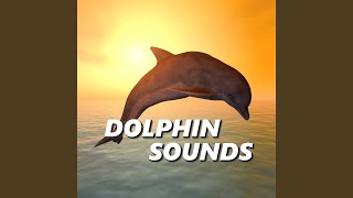 Sounds of Dolphins [upl. by Lananna]