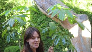 How to Deal with Scale on your Schefflera Umbrella Tree [upl. by Banky]