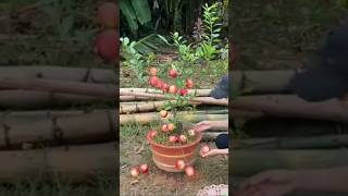 gardening plants agriculture garden farming applefruit applegrafting apple [upl. by Thaddaus]