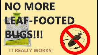 GET RID OF GARDEN LEAFFOOTED BUGS pestcontrol arkansasgardening [upl. by Dionysus]