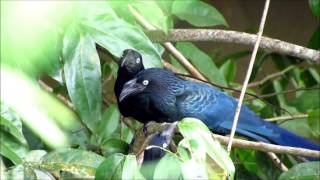 Crotophaga major  Anucoroca  Greater Ani [upl. by Andrea]