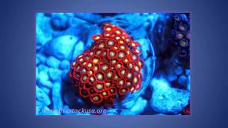 Colorful Taiwan Zoanthid Polyps [upl. by Anneiv580]