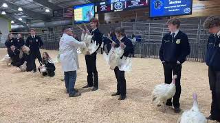 Poultry Judging [upl. by Cirred]