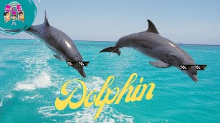 Dolphin Delight Discovering the Fascinating World of Dolphins  Educational Video for Kids [upl. by Cecilia]