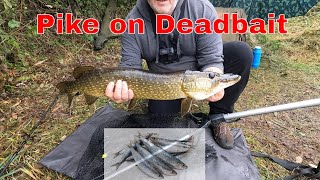 Pike deadbaiting at Hull amp district Burshill pond B oct 1st 2023 [upl. by Reisinger]