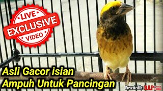 SUARA BURUNG MANYAR GACOR ISIAN [upl. by Haraj]