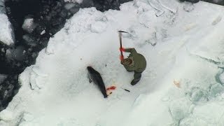 2014 Canadian Seal Hunt Exposed [upl. by Coletta]