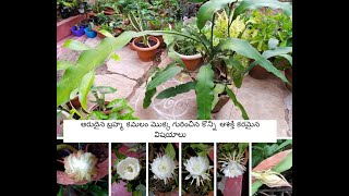 Unknown facts about the rare Brahma kamalam propagation and care [upl. by Kcuhc]