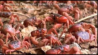 Australian Geographic presents Christmas Island  Part 4 The Red Crab Migration [upl. by Granlund]