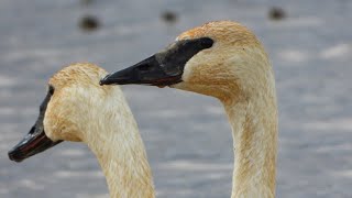 Trumpeter Swans [upl. by Navarro]