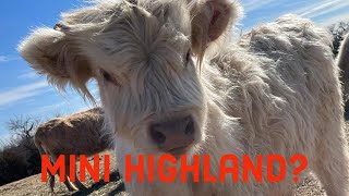 Why we dont raise mini highlands [upl. by Kutzenco]