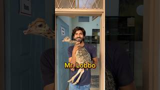 Mr Lobbo P4 shorts viral wildlife ostrich ostrichbird [upl. by Aryek]