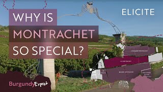 The Most Expensive White Wines In The World A Guide To Montrachet Wines [upl. by Aicilla23]